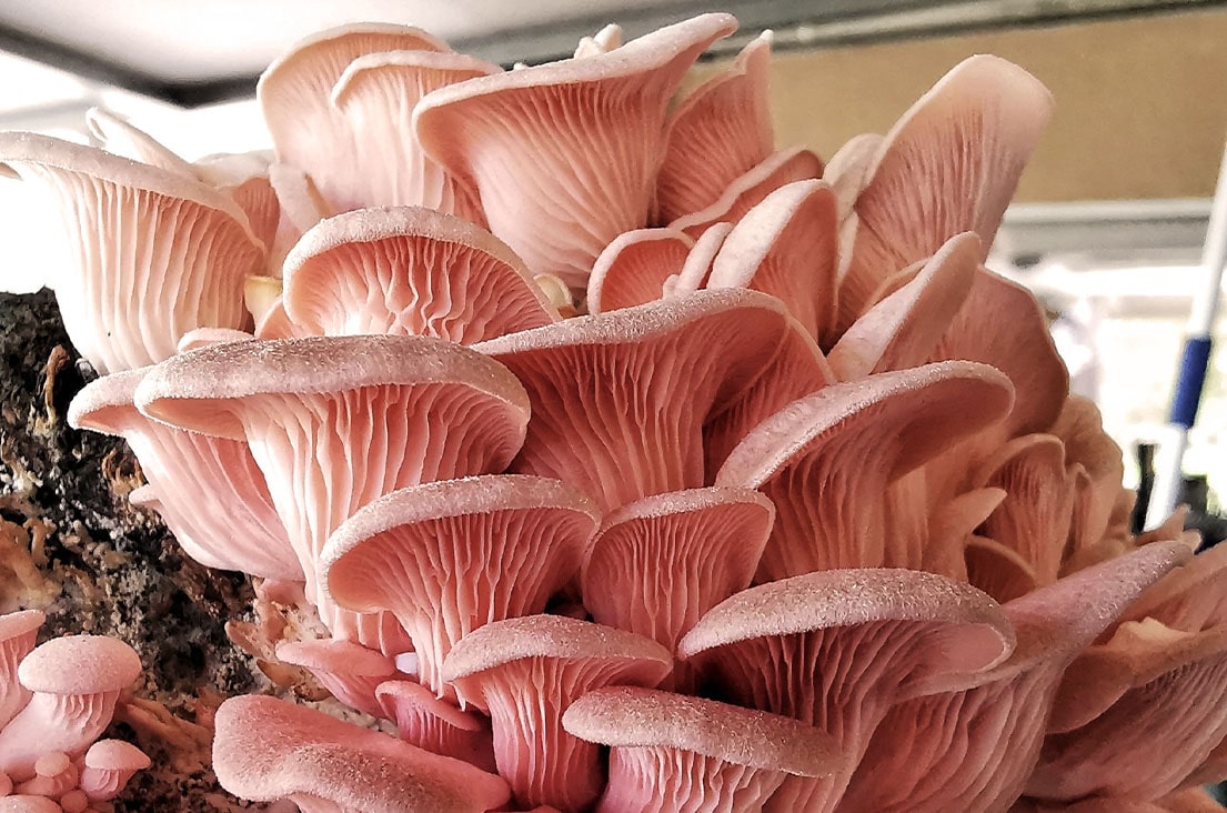 Care 2 Grow Naples About Oyster Mushroom Farm